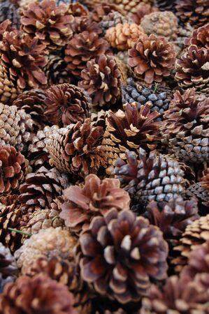 Macro of fallen cluster of cones