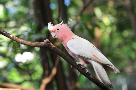 Pink and grey galah  rose-breasted cockatoo  on a treeの写真素材