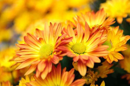 Beautiful orange chrysanthemum blooming in spring