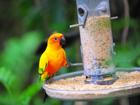 Smart sun conure releasing food from containerの写真素材