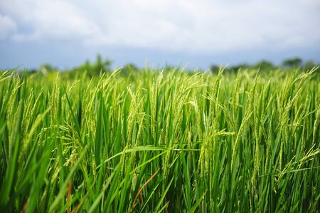 Rice plants in paddy field in Bali, Indonesiaの写真素材