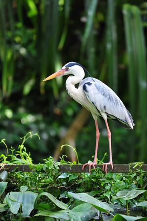 Stork perched on a fenceの写真素材