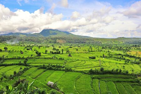 Paddy field in Bali, Indonesiaの写真素材