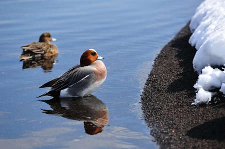 Ducks swimming near the snowy river bank