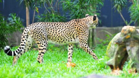 Cheetah guarding its territoryの写真素材
