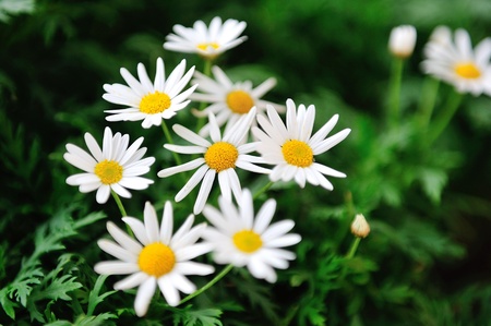 Marguerite daisies on display in the Flower Dome at Gardens by the Bay Singaporeの写真素材