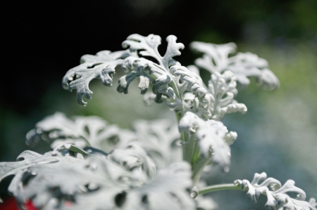 Macro of Silver dust or senecio plantsの写真素材