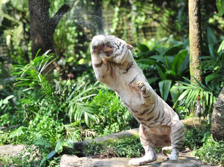 Endangered white tiger catching meat in the air