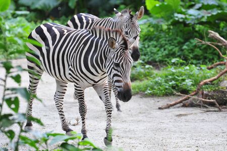 Young adult zebras walking in their habitatの写真素材