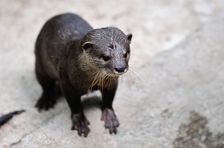 Adult otter in its habitatの写真素材