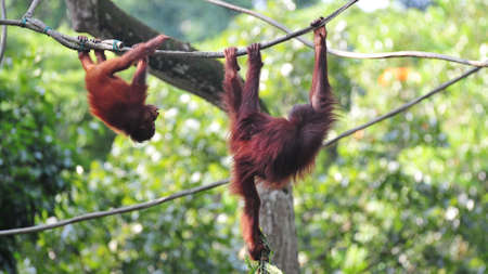 Couple of orang utans swinging around in their habitatの写真素材