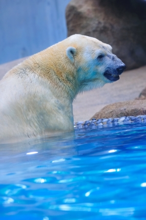 Polar bear wading in waterの写真素材