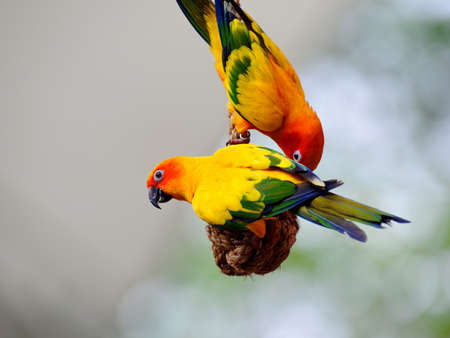 Loving sun conures enjoying themselves in their habitatの写真素材