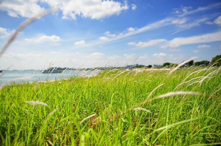 Grass field and cloudy blue skyの写真素材