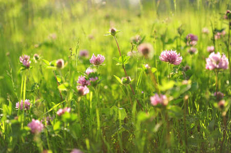 Pink wild flowers in evening sunshineの写真素材