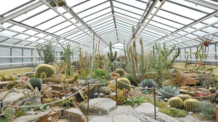 Cacti plants on display in Munich Botanical Garden in Germanyの写真素材