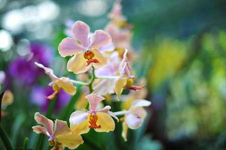 Purple and yellow orchids in a garden