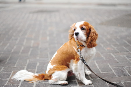 Adorable brown and white puppyの写真素材