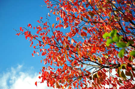 Vibrant red leaves in autumn