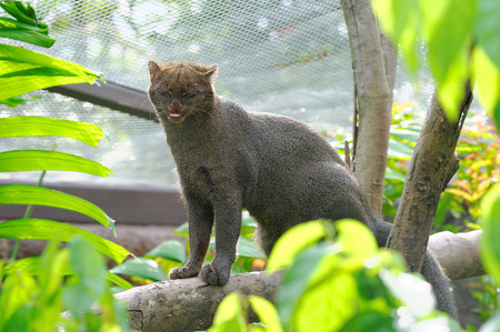 small wild cat, also known as otter catの写真素材