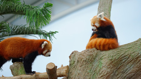 Endangered red pandas on a tree branchの写真素材
