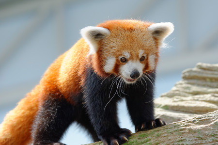 Endangered red panda in its habitatの写真素材