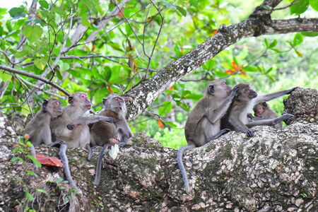 Family of wild monkeys resting on a tree
