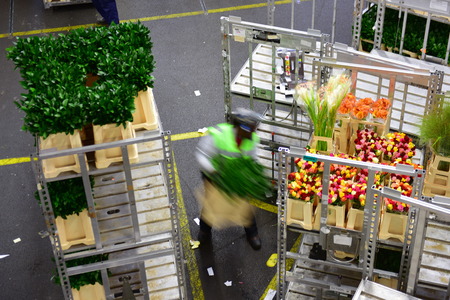 AMSTERDAM - SEPTEMBER 22: Worker moving flowers from a cart at Aalsmeer FloraHolland, taken on September 22, 2014 in Amsterdam, Netherlandsのeditorial素材