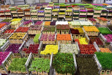 AMSTERDAM - SEPTEMBER 22: Carts of various variety of flowers staging at Aalsmeer FloraHolland, taken on September 22, 2014 in Amsterdam, Netherlandsのeditorial素材