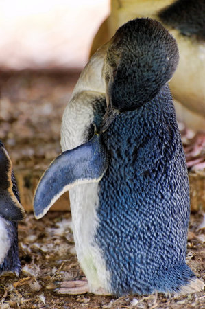 Wild little penguin on Phillip Island, Australiaの写真素材