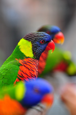 Colorful Rainbow Lorikeetsの写真素材