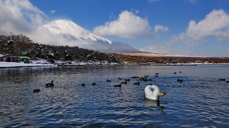 Mount Fuji in Japan with swans and ducks swimming in the lake in the foregroundの写真素材