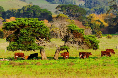 Cattle farming in the countrysideの写真素材