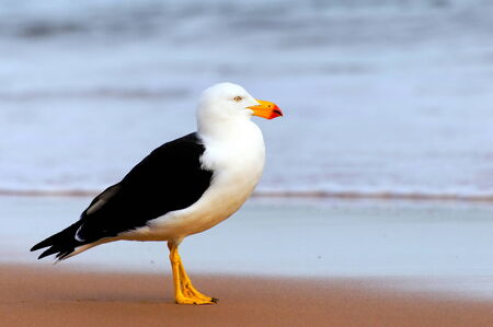 Giant seagull at a beachの写真素材