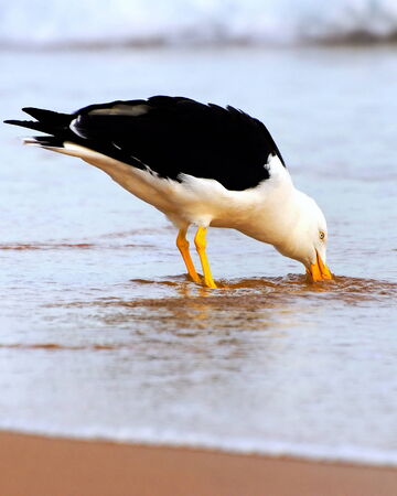 Giant seagull drinking water at a beachの写真素材