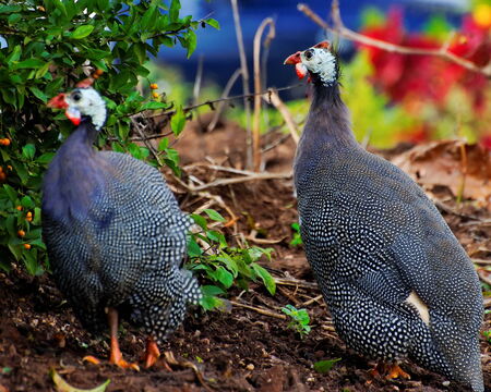 Turkeys in a farmの写真素材