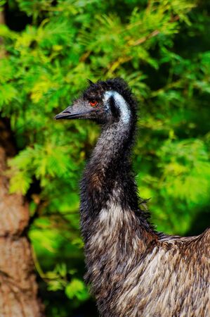 Wild emu in a nature reserveの写真素材