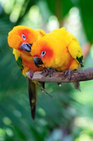 Beautiful Sun Conures perched on a stand