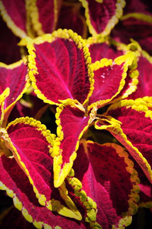 Red leaves with yellow edgesの写真素材