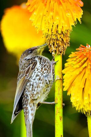 Bird feeding on flowerの写真素材