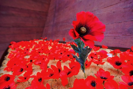 Outstanding red flowerの写真素材