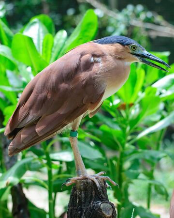 Nankeen Night Heron perched on a stumpの写真素材