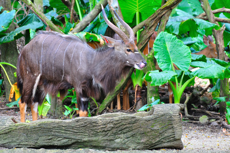 Adult male Nyala, South African antelopeの写真素材