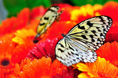 Black and white butterfly resting on flowersの写真素材