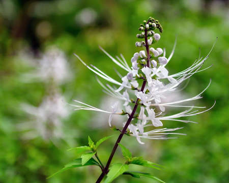 Macro of cat's whiskers flowersの写真素材