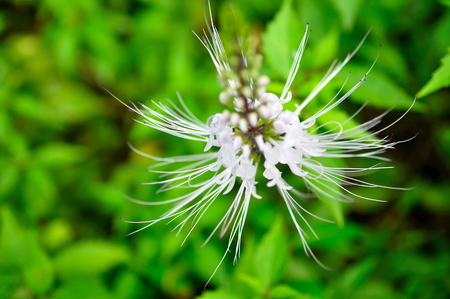 Macro of cat's whiskers flowersの写真素材