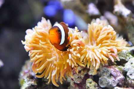 Clown fish swimming in the coralsの写真素材
