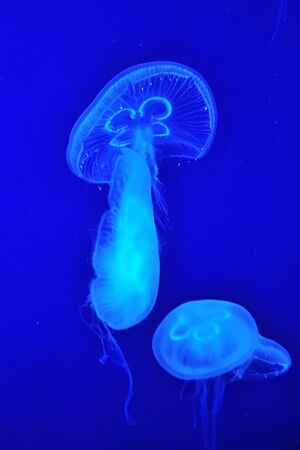 Group of jellyfish floating in the water