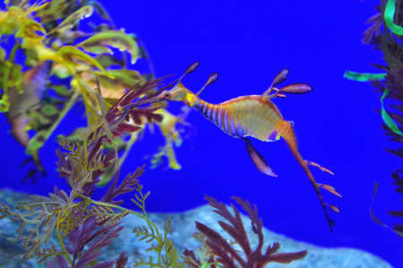 Glauerts seadragon, commonly known as the leafy seadragon