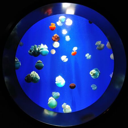 Group of jellyfish floating in the waterの写真素材